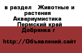  в раздел : Животные и растения » Аквариумистика . Пермский край,Добрянка г.